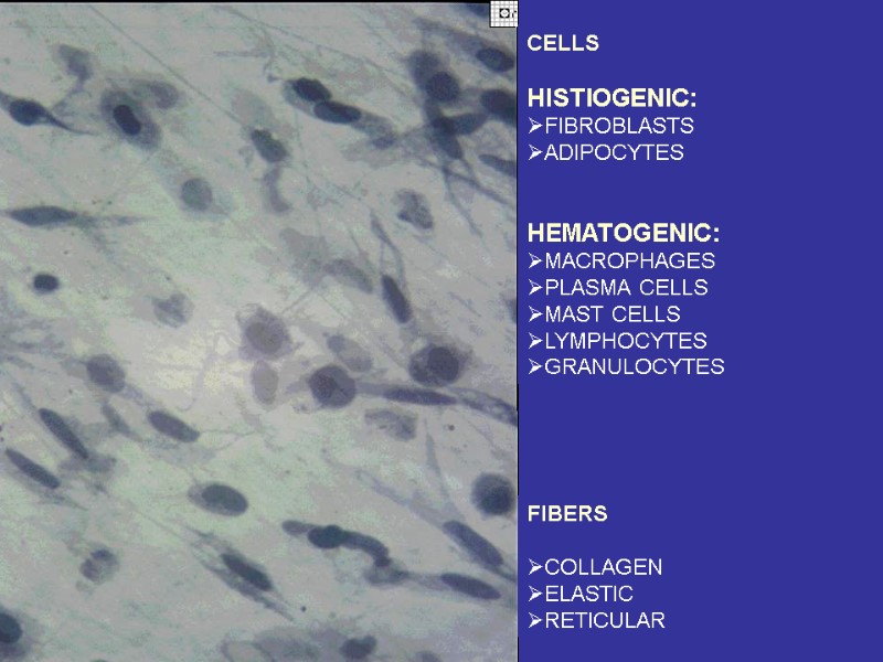 CELLS  HISTIOGENIC: FIBROBLASTS ADIPOCYTES   HEMATOGENIC: MACROPHAGES PLASMA CELLS MAST CELLS LYMPHOCYTES